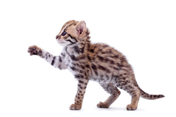 The asian leopard cat on white