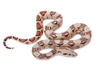 The common boa on white background