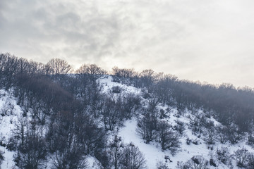 beautiful winter forest at sunset