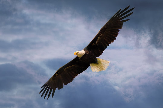 American eagle flying over dramatic sky with wide open wings.