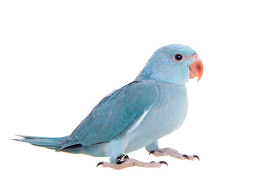 The rose-ringed or ring-necked parakeet on white