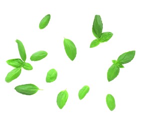 ローズマリーの葉、白背景、室内