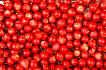 Lingonberry (Vaccinium vitis-idaea)