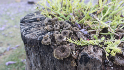 Cogumelos