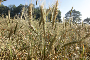 Almost ripe cereal ears on the field
