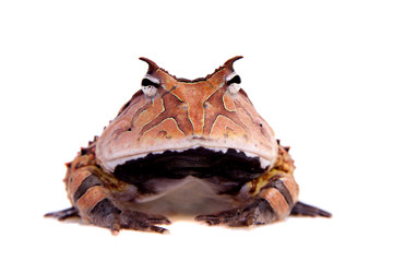 The Surinam horned frog isolated on white
