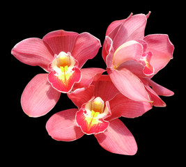 Fototapeta na wymiar Beautiful orchid isolate on black background