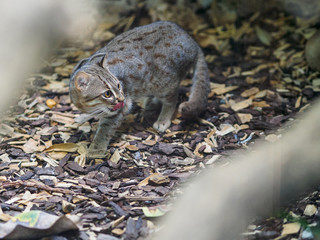 Rusty cat in zoo
