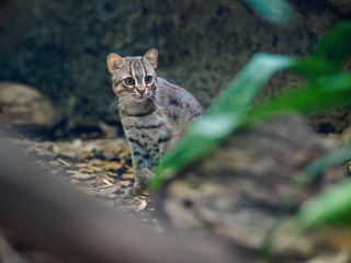 Rusty cat in zoo