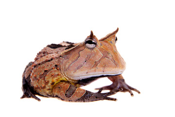 Fototapeta premium The Surinam horned frog isolated on white