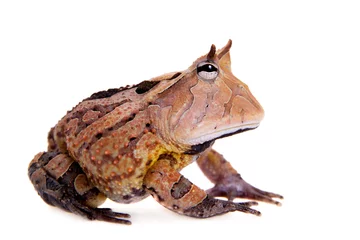 Papier Peint photo Grenouille The Surinam horned frog isolated on white