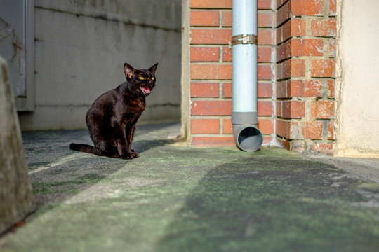 meow of black street cat in Naha