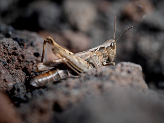 close-up of locust