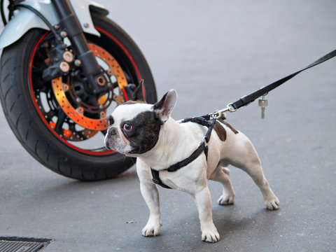 french bulldog on leash
