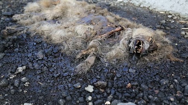 Dead dog lies on pavement near the highway