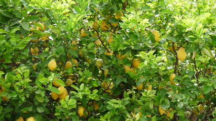 Citronnier, cédrat de Calabre 