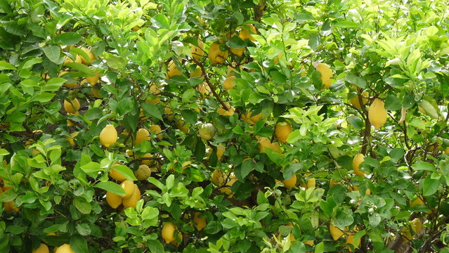 Citronnier, c&eacute;drat de Calabre 