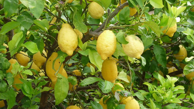 Citronnier de calabre