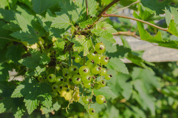 Immature red currant berries
