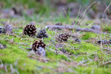 Pine cones laying on mossy woodland floor