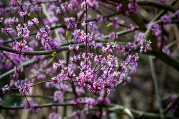 Flowering red bud tree in the spring