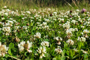 Fototapeta premium Glade with white clover