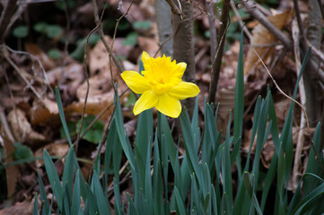 Daffodil on a spring day 