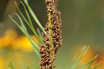 summer garden detail  - insects: aphids reproducing