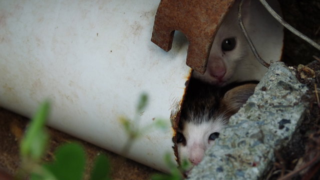 Deux chatons cach&eacute;s
