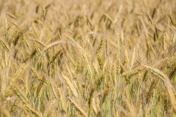 The rye crop on the field