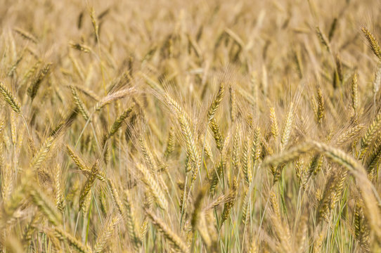 The rye crop on the field © aleoks
