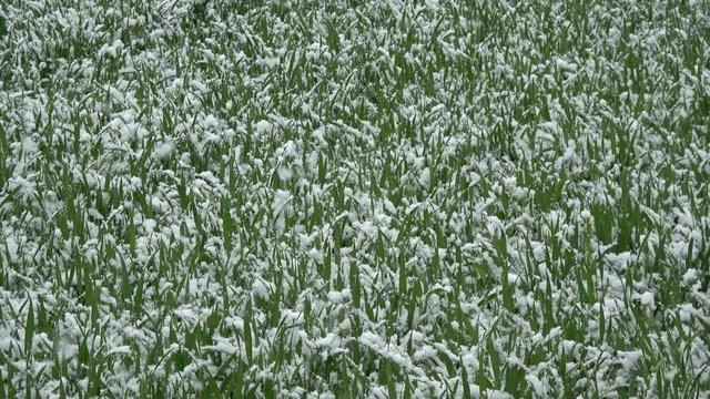 Late spring snow falling in wheat field, spring background