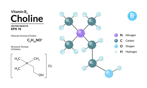 Structural chemical molecular formula and model of choline. Atoms are represented as spheres with color coding isolated on background. 2d or 3d visualization and skeletal formula. Vector illustration