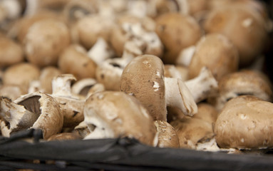 group of brown mushrooms