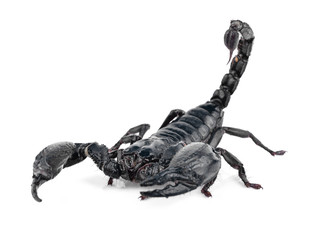 Scorpion isolated on white