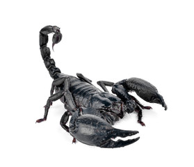 Scorpion isolated on white