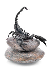 Scorpion isolated on white