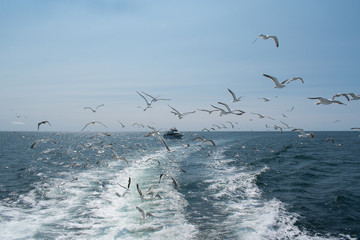Seagulls Chasing Boat