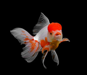 Goldfish isolated on black background (fish)