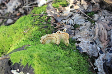 fungi moss