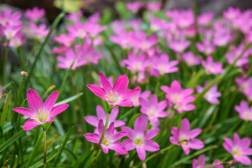 Obraz premium pink fiower Zephyranthes grandiflora