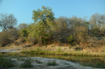 Fototapeta na wymiar The African landscape. Zimbabwe.