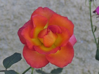 A perfeição da rosa.
