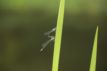 damselfly reproduction - two insects on the plant