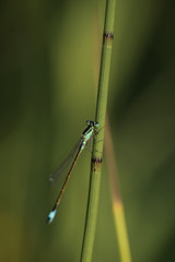 colorful damselfly sitting on a plant