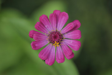 piękny kwiat - różowa cynia detal