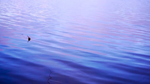 Fishing float in the lake