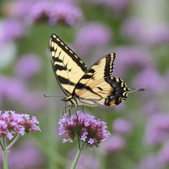 Yellow butterfly on purple flower