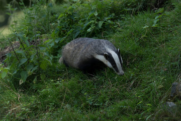 Badger