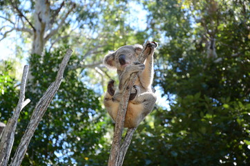 Fototapeta na wymiar Sleeping Koala